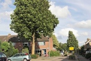 PvdA wil meer onderbouwing voor kap van 71 Gouderakse bomen