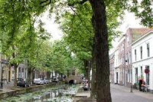 Nieuwe raad mag beslissen over kastanjebomen Oude Haven